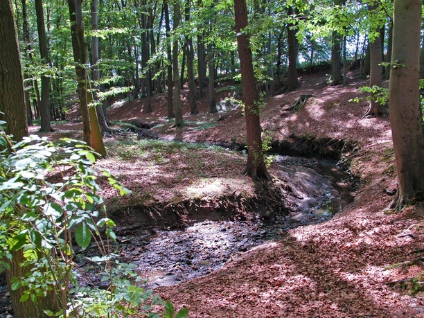 Kämperbachtal Ein ruhiger, von Bäumen umgebener Bach schlängelt sich durch einen schattigen Laubwald.