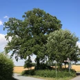 Die Bismarck-Eiche Enger beeindruckt als alter Baum in ländlicher Umgebung mit ausladenden Ästen.