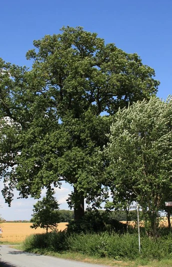 Die Bismarck-Eiche Enger beeindruckt als alter Baum in ländlicher Umgebung mit ausladenden Ästen.