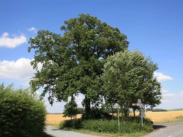 Bismarck-Eiche Enger Die Bismarck-Eiche Enger beeindruckt als alter Baum in ländlicher Umgebung mit ausladenden Ästen.