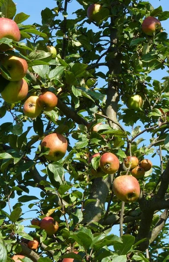 Reifer Apfelbaum auf einer Streuobstwiese mit zahlreichen Äpfeln im Sonnenlicht vor blauem Himmel.