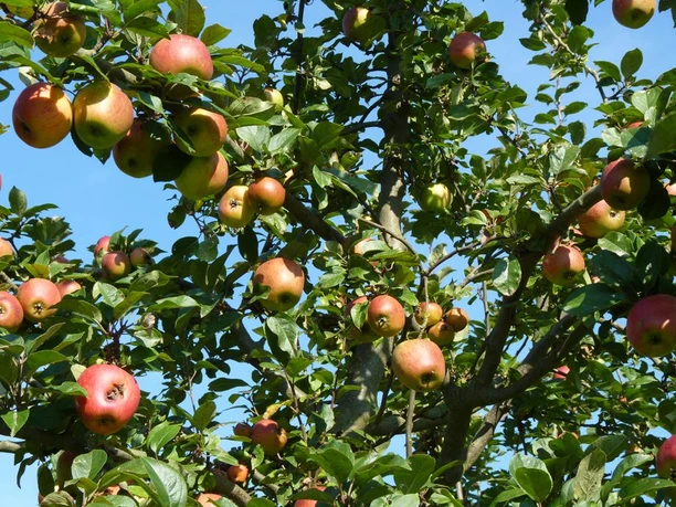 Apfelbaum auf der Streuobstwiese Reifer Apfelbaum auf einer Streuobstwiese mit zahlreichen Äpfeln im Sonnenlicht vor blauem Himmel.