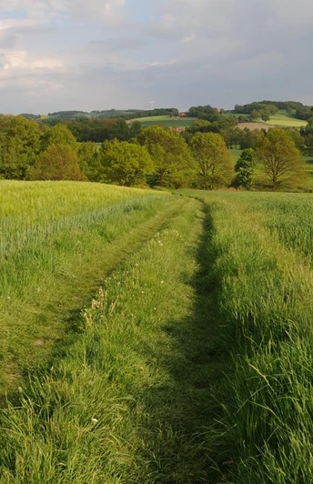 Grasweg Ein grüner Pfad führt durch saftige Felder, umgeben von sanften Hügeln und einzelnen Bäumen.