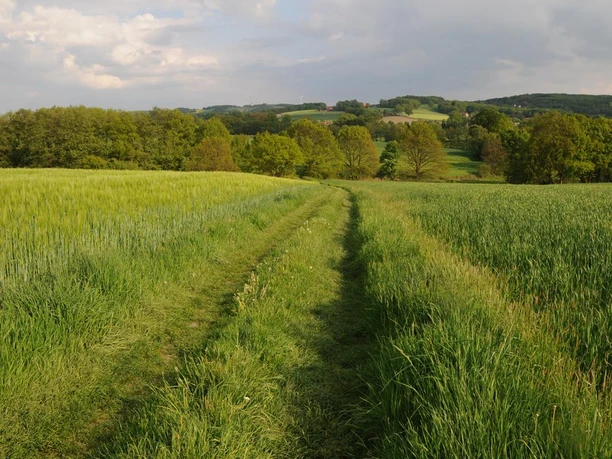 Grasweg Ein grüner Pfad führt durch saftige Felder, umgeben von sanften Hügeln und einzelnen Bäumen.