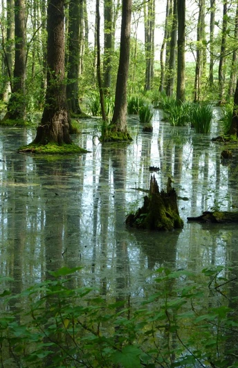 Dichte Bäume im ruhigen Erlenbruchwald mit moosbedeckten Wurzeln und spiegelndem Wasser.