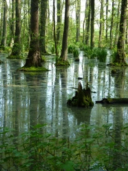 Erlenbruchwald Dichte Bäume im ruhigen Erlenbruchwald mit moosbedeckten Wurzeln und spiegelndem Wasser.