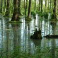 Erlenbruchwald Dichte Bäume im ruhigen Erlenbruchwald mit moosbedeckten Wurzeln und spiegelndem Wasser.