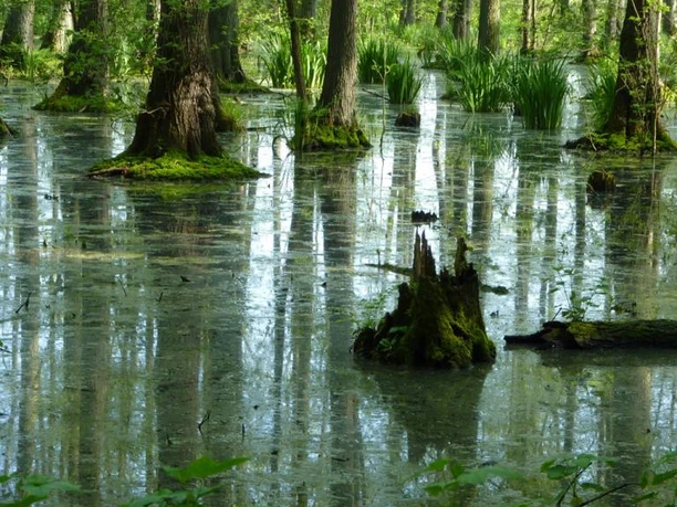 Erlenbruchwald Dichte Bäume im ruhigen Erlenbruchwald mit moosbedeckten Wurzeln und spiegelndem Wasser.