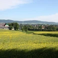 Blick über eine weitläufige Wiese mit gelben Blüten, im Hintergrund das Wiehengebirge.