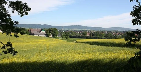 Blick auf Klosterbauerschaft und das Wiehengebirge Blick über eine weitläufige Wiese mit gelben Blüten, im Hintergrund das Wiehengebirge.