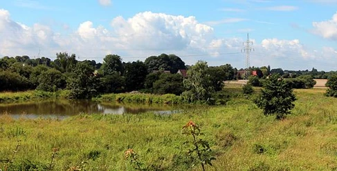 Enger Bruch Grüne Wiese mit kleinem Teich, umgeben von Bäumen und Büschen, Strommast im Hintergrund.