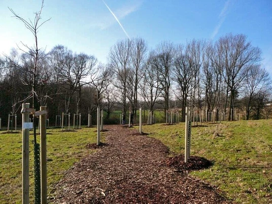 Bürgerwald Löhne Junger Laubwald mit gepflanzten Bäumen auf einem Weg aus Rindenmulch, umgeben von grüner Wiese.