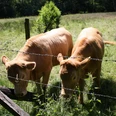 Vorschaubild Ackerland und Viehzucht Kühe grasen hinter einem Stacheldrahtzaun auf einer sonnenbeschienenen Wiese im Grünen.