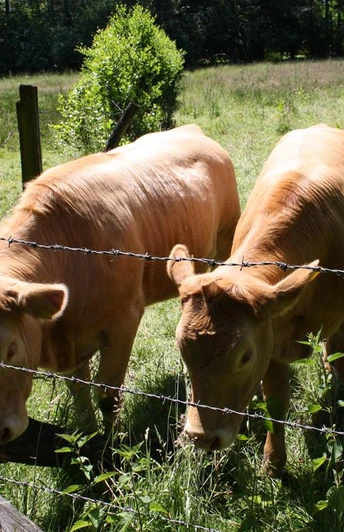 Vorschaubild Ackerland und Viehzucht Kühe grasen hinter einem Stacheldrahtzaun auf einer sonnenbeschienenen Wiese im Grünen.