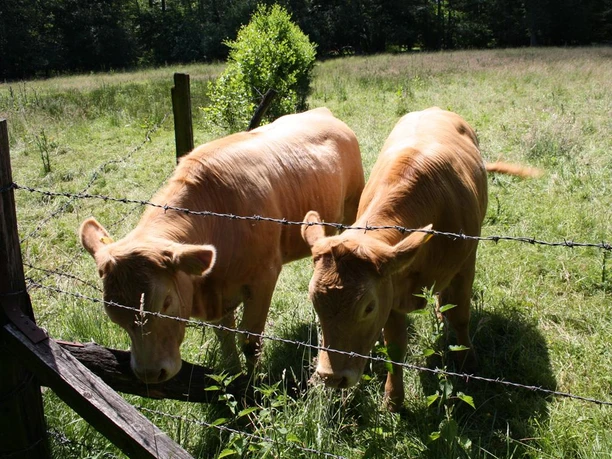 Vorschaubild Ackerland und Viehzucht Kühe grasen hinter einem Stacheldrahtzaun auf einer sonnenbeschienenen Wiese im Grünen.