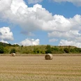 Felder, Hecken und Wälder Rollende Heuballen liegen verstreut auf einem großen Feld, umgeben von dichtem Wald unter blauem Himmel.