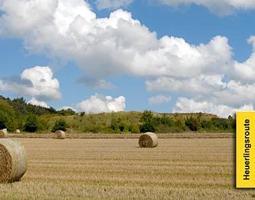 Felder, Hecken und Wälder Rollende Heuballen liegen verstreut auf einem großen Feld, umgeben von dichtem Wald unter blauem Himmel.