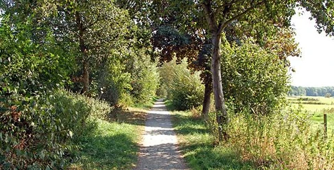 Ehemalige Kleinbahntrasse durch das NSG Füllenbruch Ein schmaler, mit Bäumen gesäumter Weg führt durch eine grüne Landschaft im Naturschutzgebiet Füllenbruch.