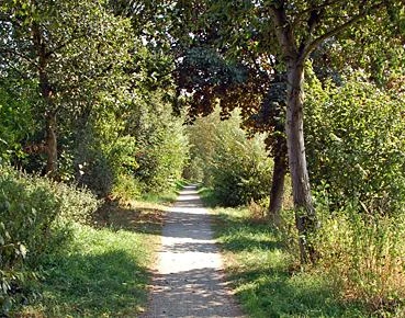 Ehemalige Kleinbahntrasse durch das NSG Füllenbruch Ein schmaler, mit Bäumen gesäumter Weg führt durch eine grüne Landschaft im Naturschutzgebiet Füllenbruch.