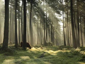 Sonnenstrahlen durchdringen dichten Nadelwald, beleuchten Waldboden und zwei weidende Tiere.