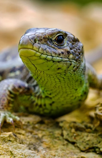 Zauneidechse auf einem Felsen, deutlich sichtbar sind ihre Schuppenstruktur und die grüne Färbung.