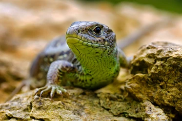 Zauneidechse Zauneidechse auf einem Felsen, deutlich sichtbar sind ihre Schuppenstruktur und die grüne Färbung.