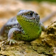 Zauneidechse Zauneidechse auf einem Felsen, deutlich sichtbar sind ihre Schuppenstruktur und die grüne Färbung.