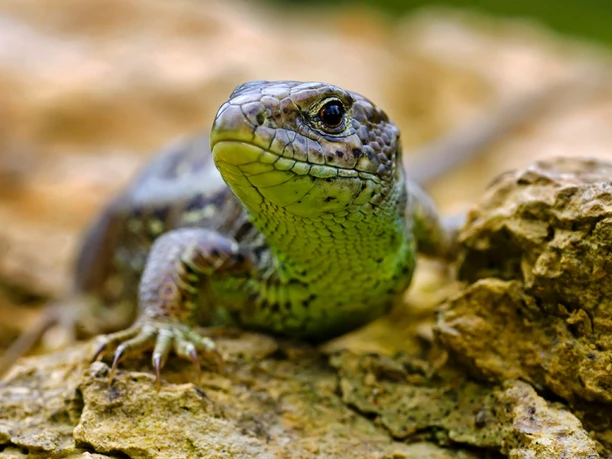 Zauneidechse Zauneidechse auf einem Felsen, deutlich sichtbar sind ihre Schuppenstruktur und die grüne Färbung.