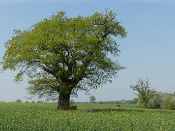 Große Eiche auf einer grünen Wiese bei Gehrden, umgeben von blühendem Raps im Frühling.