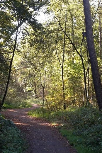 Lichtdurchfluteter Waldweg mit grüner Vegetation, Baumstämmen und einem Schild, das 1700 Meter anzeigt.