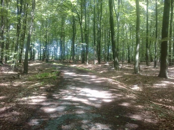 Waldweg im Leistruper Wald