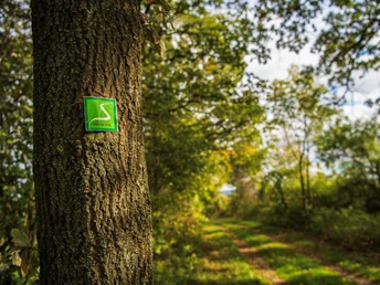 Grünes Wegzeichen "Weg der Stille" an einem Baum, dahinter ein natürlicher Waldweg im Sonnenlicht.