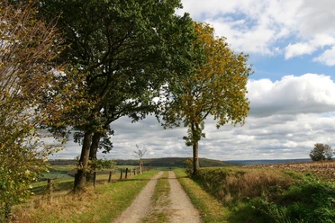 Wanderweg bei Brenkhausen Ein unbefestigter Weg führt zwischen herbstlichen Bäumen hindurch, umgeben von offenen Feldern und Hügeln.