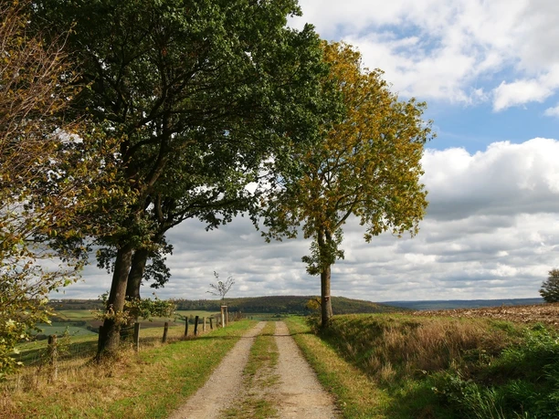 Wanderweg bei Brenkhausen Ein unbefestigter Weg führt zwischen herbstlichen Bäumen hindurch, umgeben von offenen Feldern und Hügeln.