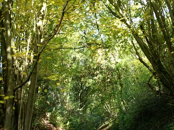 Herbstlich gefärbtes Blätterdach eines historischen Hohlwegs, umgeben von dichtem Unterholz.