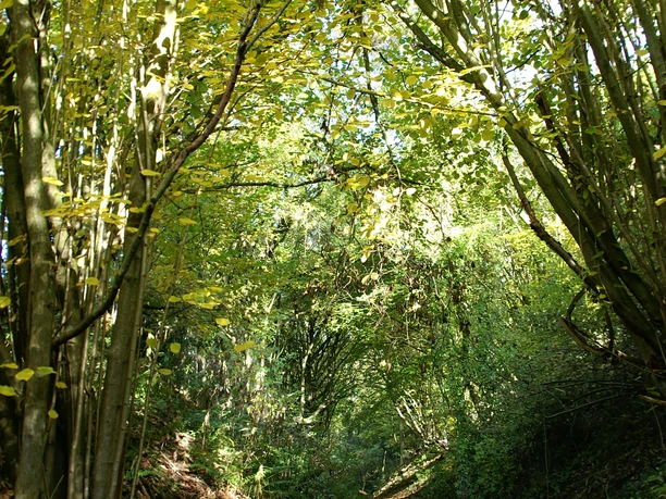 Einblick in einen der historischen Hohlwege Herbstlich gefärbtes Blätterdach eines historischen Hohlwegs, umgeben von dichtem Unterholz.