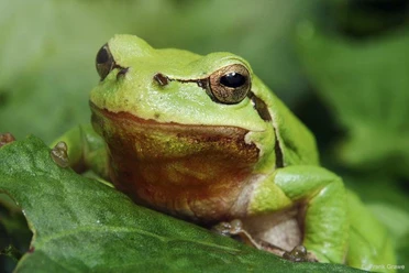 Der grüne König - Titelfigur der Radroute Ein leuchtend grüner Laubfrosch sitzt auf einem Blatt, perfekt in die grüne Umgebung integriert.