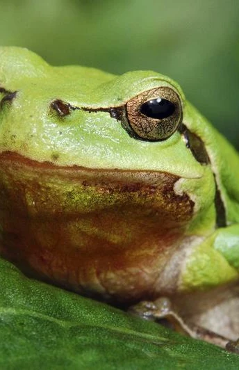 Der grüne König - Titelfigur der Radroute Ein leuchtend grüner Laubfrosch sitzt auf einem Blatt, perfekt in die grüne Umgebung integriert.