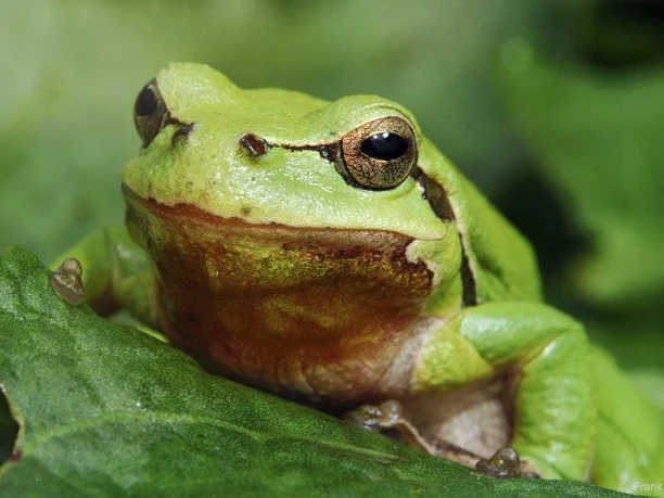 Der grüne König - Titelfigur der Radroute Ein leuchtend grüner Laubfrosch sitzt auf einem Blatt, perfekt in die grüne Umgebung integriert.
