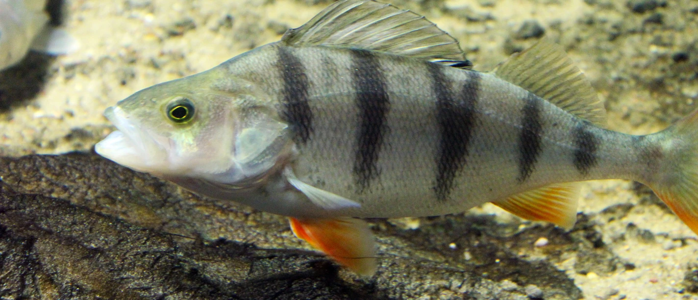 Auch Flussbarsche leben im Biosphaerium Elbtalaue © Biosphaerium.jpg