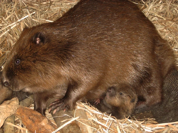 Die Biberfamilie im Biosphaerium umfasst aktuell vier Jungtiere aus verschiedenen Jahren © Biosphaerium.jpg