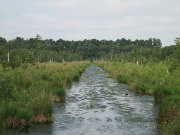 Naturschutzgebiet Imkehörn im Saterland 2015