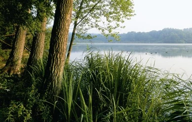 Norderteich Bäume und hohes Gras säumen das Ufer eines ruhigen Sees, umgeben von bewaldeten Hügeln.