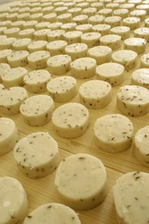 Nieheim, Nieheimer Käse Runde Käselaibe mit Kümmel liegen auf hölzerner Oberfläche, angeordnet in symmetrischen Reihen.