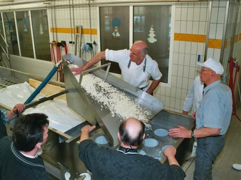 Nieheim, Schaukäserei Menne Mitarbeiter in einer Schaukäserei in Nieheim, befüllen Käseschalen mit frischem Quarkbruch.