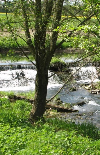 Steinheim, Emmer Kleiner Wasserfall der Emmer im Grünen, umgeben von Bäumen und üppiger Vegetation.