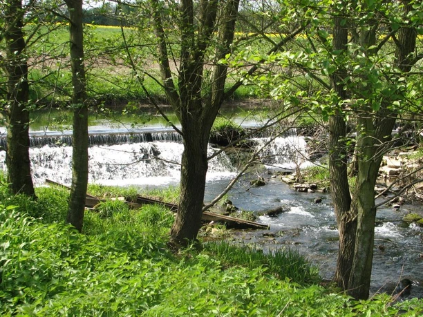 Steinheim, Emmer Kleiner Wasserfall der Emmer im Grünen, umgeben von Bäumen und üppiger Vegetation.