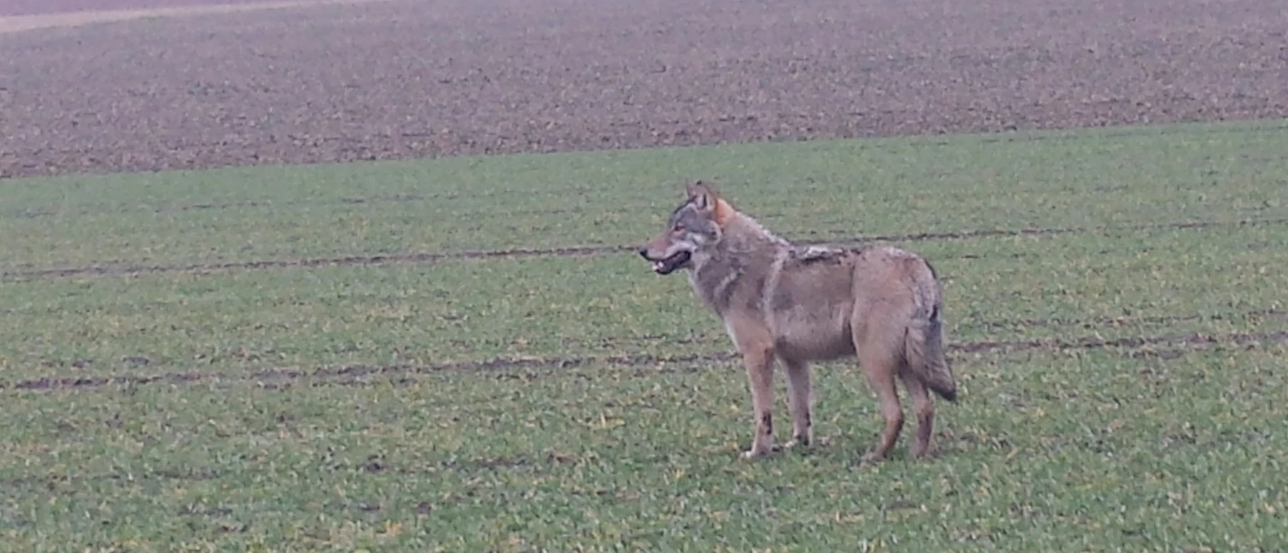 Wolf