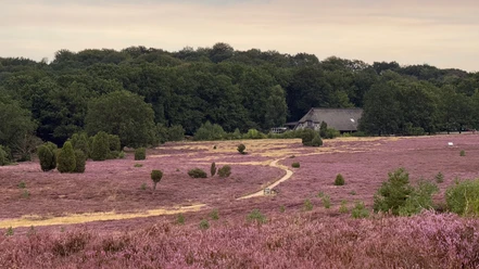 Blühende Heide bei Haverbeeke mit sandigem Weg, Wacholdern und Haus am Waldrand.
