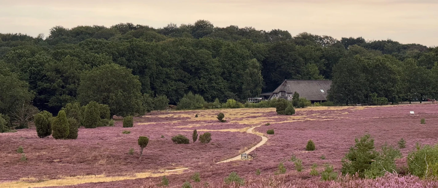 Blühende Heide bei Haverbeeke mit sandigem Weg, Wacholdern und Haus am Waldrand.